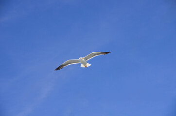 Schwebende Möwe am blauen Himmel Silbermöwe