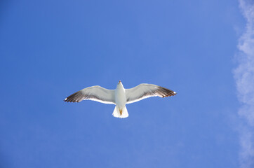 Schwebende Möwe am blauen Himmel Silbermöwe