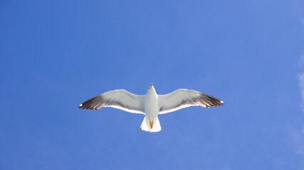 Schwebende Möwe am blauen Himmel Silbermöwe