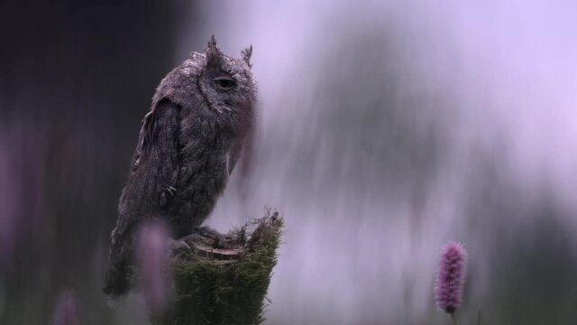 Eurasian scops owl (Otus scops) resting on a tree trunk in a meadow full of flowers.