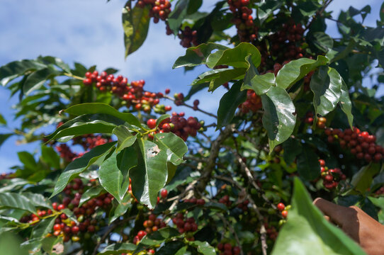 red arabica coffee fruit on coffee trees with blue sky and white clouds background