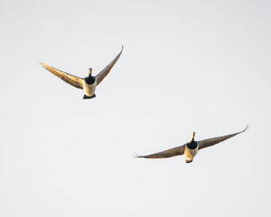 two birds in flight