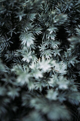 branches of a pine