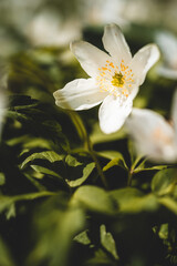 white flower in the forrest