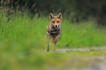 Red fox, Vulpes vulpes, running on green meadow and splashing water around. Orange fur coat animal hunting in rain. Fox in spring nature. Wildlife scene. Habitat Europe, Asia, North America.