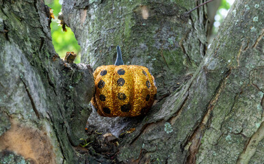 Sparkling tiny pumpkin sitting in a tree close up with black spots photograph