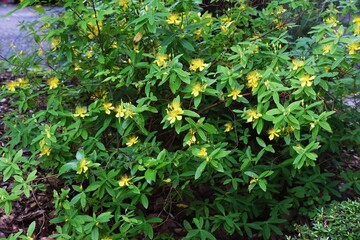 Chinese hypericum is a Hypericaceae plant that produces bright yellow five-petaled flowers with many long stamens in early summer.