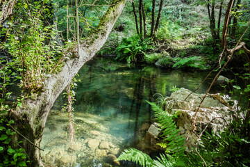 Wild corner of ferns with reflection of trees in the Alge stream, transparent water with rocks