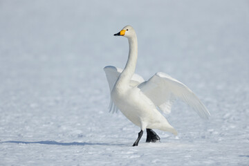 雪原を歩くオオハクチョウ（北海道・鶴居村）
