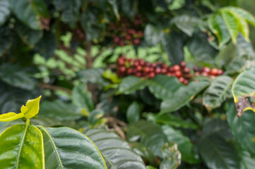 close up. Green coffee leaves and blurred red coffee fruits