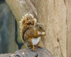 Una ardilla en un parque de Bógota