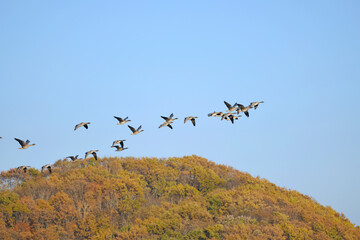 ヒシクイと紅葉（北海道・鶴居村）