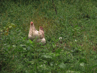 Chicken with a walk in nature in the village. among flowers and bushes, farm animals. Stock photo for design