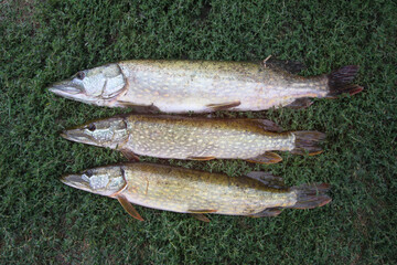 Beautiful pike on the ground with grass and blackboard. Caught fish fishing by a fisherman. Stock...