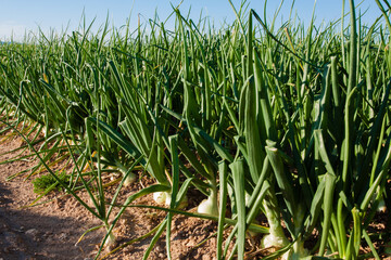 growing green onion in the vegetable garden