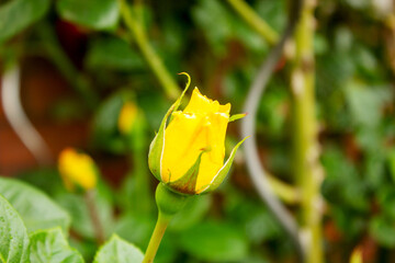 Close-up of a yellow rose bud