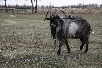 Goat on a farm in the village on a background of green pasture. The animal eats grass in the summer and autumn. Stock photo background