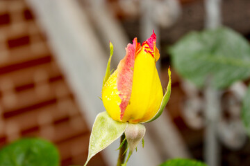 Close-up of a yellow red rose bud with drops of water on the petals