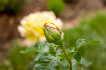 Close-up of a red yellow rose bud on a summer day