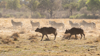 2 old buffalo waking past some Zebra