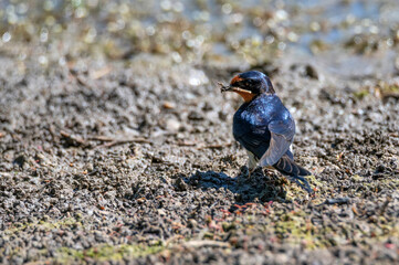 Barn Swallow or Hirundo rustica builds nest