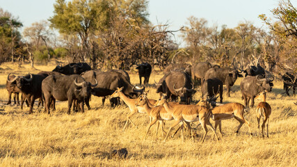 Impala moving in front of buffalo herd