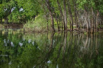 lake in the forest