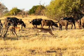 Impala running through buffalo herd