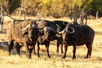 Buffalo herd looking forward
