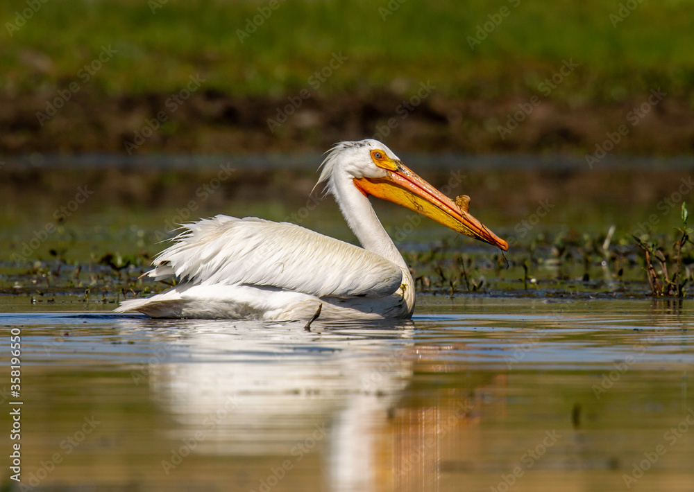 Canvas Prints american white pelican