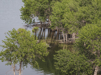 Obraz premium view of the lake in the forest