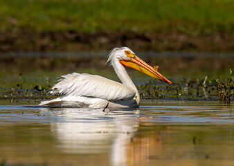 American White Pelican