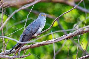 Common Cuckoo or Cuculus canorus perches on branch