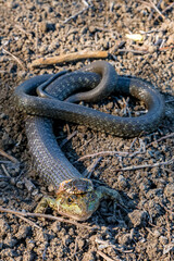 Hunting grass snake has caught a frog