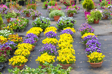 Garden Centre. Flowers in pots for sale, single-skin and perennial plants