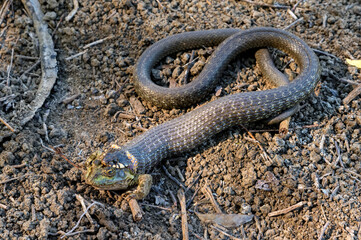 Hunting grass snake has caught a frog