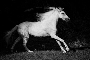 Obraz na płótnie Canvas Weißes Pony im Galopp - schwarz-weiß
