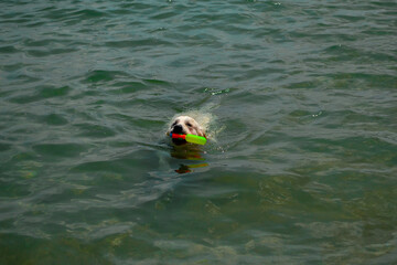 A dog swimming and carrying a plastic water gun 