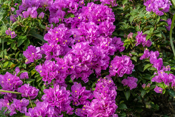 Beautiful Blooming Purple Bougainvillea flowers. Bougainvillea flower as a floral background. 