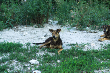 Fototapeta na wymiar Cute pet on the nature near the house. Homeless poor dog playing on the street and looking at the camera. Stock photo for design