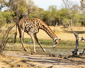 giraffe having a drink from a pan