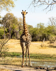 Giraffe standing in the open with trees around
