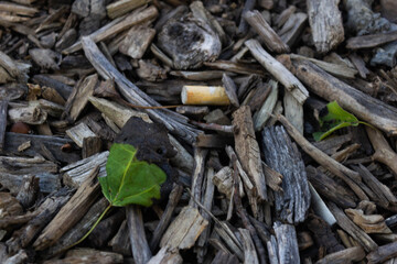 dry tobacco leaves