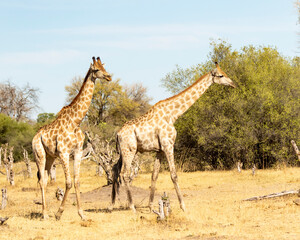 giraffe walking through the savannah