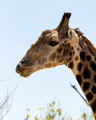 close up of giraffe head with tongue up nose
