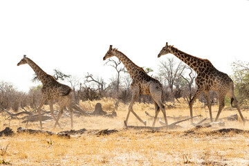 Giraffe walking across the savannah