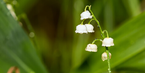 White lily of the valley with raindrops