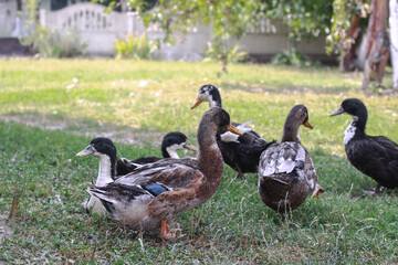 Domestic duck in a farm land. Park decoration bird in a public place. Stock photo for design