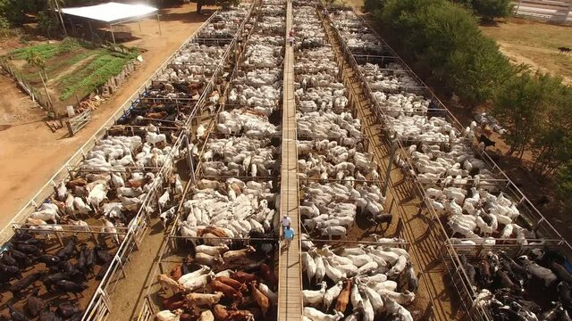 Large livestock confinement farm. Aerial view of a large beef cattle feedlot farm. Brazilian breed mixing nellore and angus. Brazilian livestock fattening cattle.