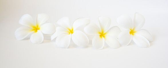 White Plumeria flowers for decoration, white background